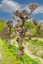 Row of truncated Dutch lime trees, Tilia Ãâ europaea,